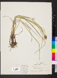 Carex squarrosa image