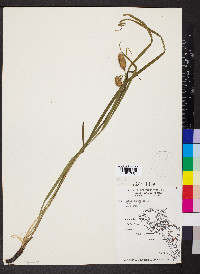 Carex squarrosa image