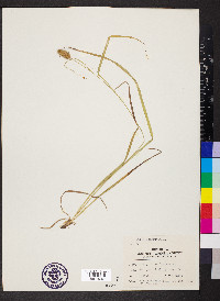 Carex squarrosa image