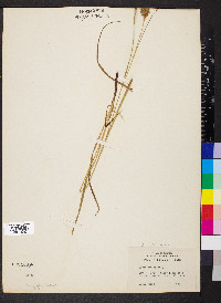 Carex squarrosa image