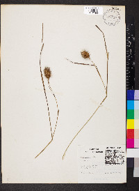 Carex squarrosa image