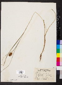 Carex squarrosa image