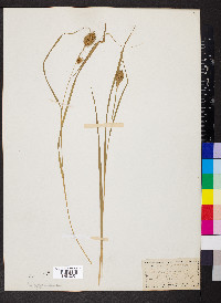 Carex squarrosa image