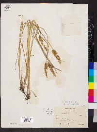 Carex sparganioides image