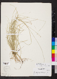 Carex radiata image