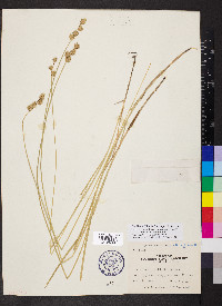 Carex reniformis image