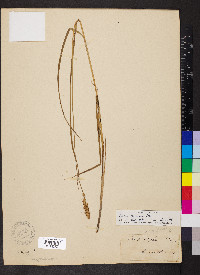 Carex sartwellii image