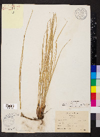 Carex sartwellii image