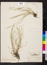 Carex socialis image