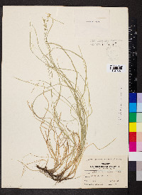 Carex socialis image