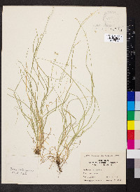 Carex socialis image