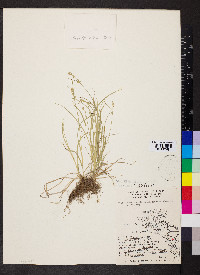 Carex socialis image