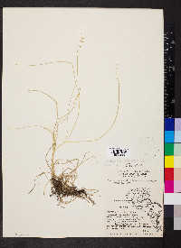 Carex socialis image