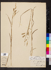 Carex sprengelii image