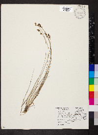 Carex sterilis image