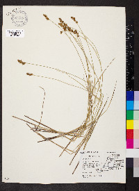 Carex sterilis image