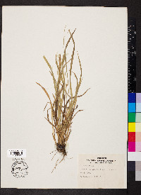 Carex styloflexa image