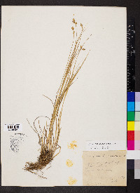 Carex suberecta image