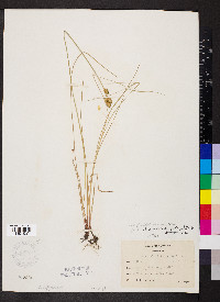 Carex suberecta image