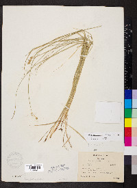 Carex suberecta image