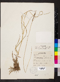 Carex aquatilis var. aquatilis image