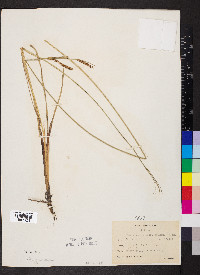 Carex aquatilis var. aquatilis image