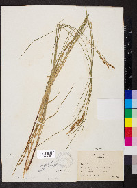 Carex aquatilis var. aquatilis image