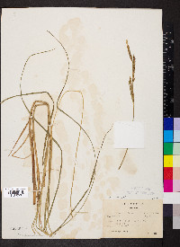 Carex aquatilis var. aquatilis image