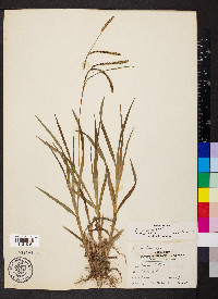 Carex torta image