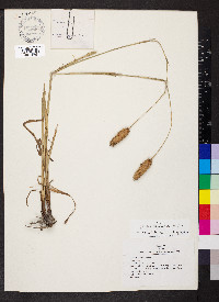 Carex typhina image