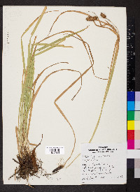 Carex typhina image