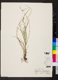 Carex tetanica image