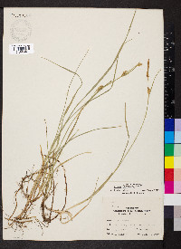 Carex tetanica image