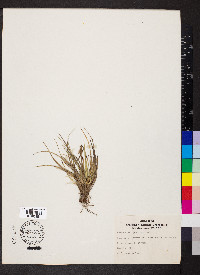 Carex tonsa image