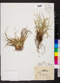 Carex umbellata image