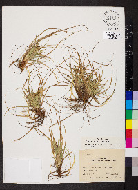 Carex umbellata image