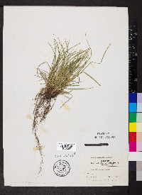 Carex umbellata image