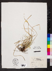 Carex umbellata image