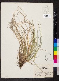 Carex umbellata image