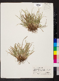 Carex umbellata image