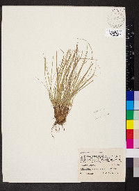 Carex umbellata image