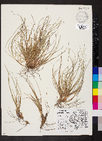 Carex umbellata image