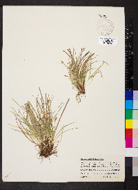 Carex umbellata image