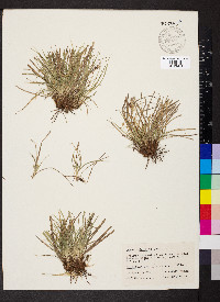 Carex umbellata image