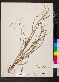 Carex virescens image