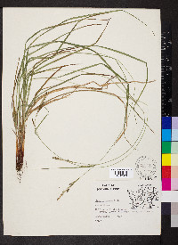 Carex virescens image