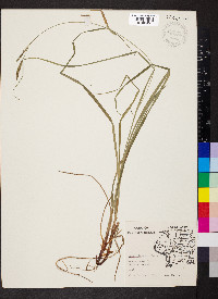 Carex virescens image