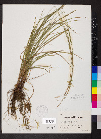 Carex virescens image