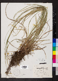 Carex virescens image