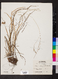 Carex virescens image